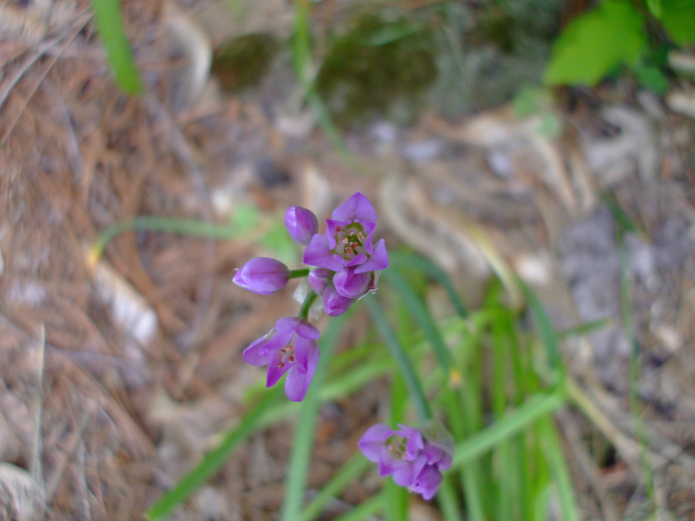 Allium dichlamydeum